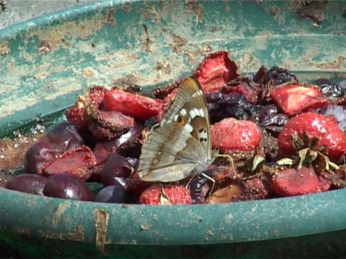 Kleiner Schillerfalter ( Apatura ilia ), Flügelunterseite, bei der Nahrungsaufnahme ( Faulendes Obst ) : Schmetterlingsparadies Langschlägerwald im Waldviertel, Niederösterreich, 08.07.2007